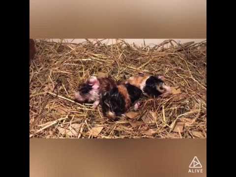 Baby Guineapigs 3/4