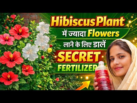👉"Pyaaz ke chikle se hibiscus me phool hi phool 🌺☘️"