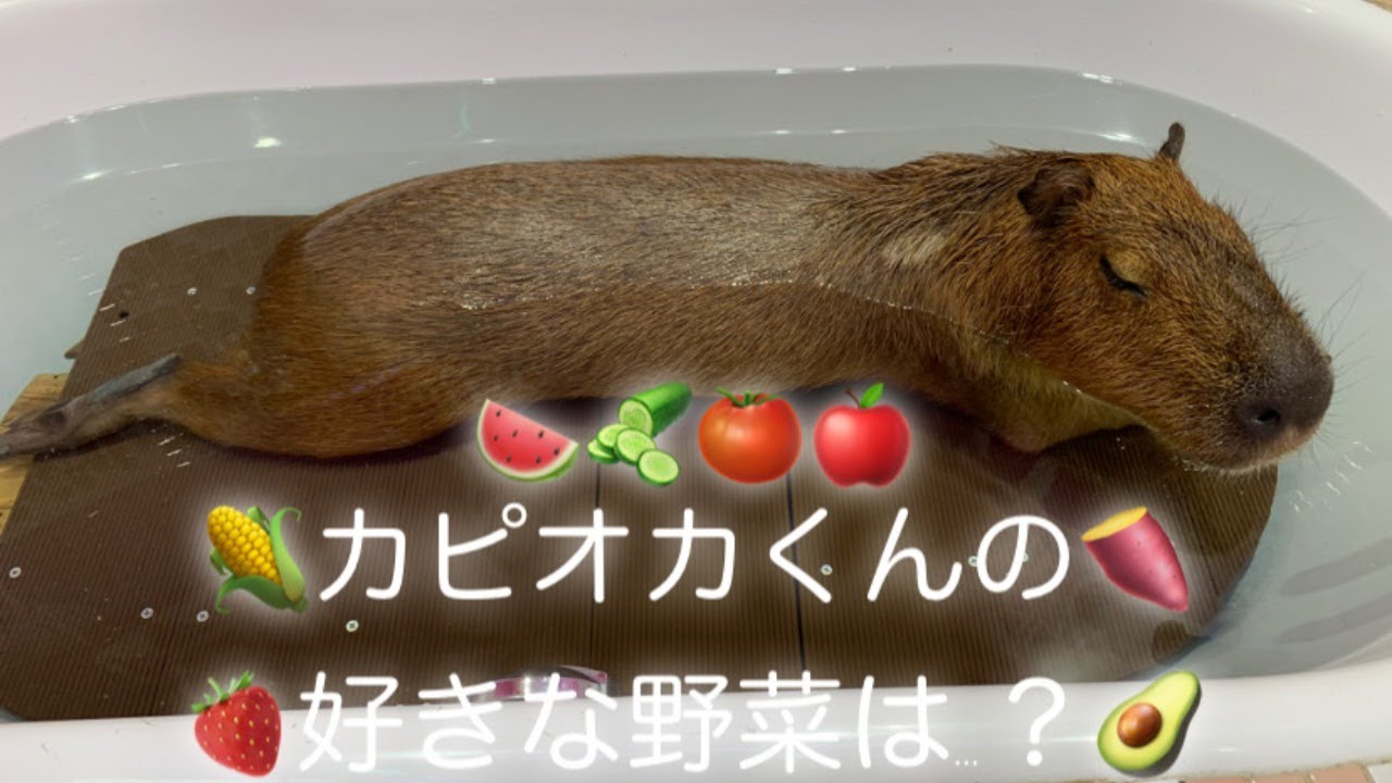 カピオカくんの好きな野菜は Youtube カピオカくんの好きな野菜は Youtube
