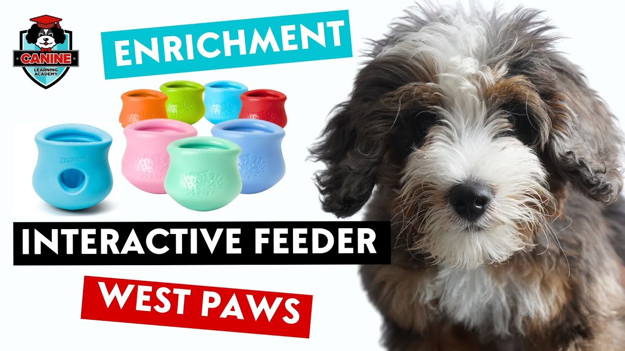 Dog Enrichment Made Easy | West Paw Toppl, Stopper & Rumbl - YouTube