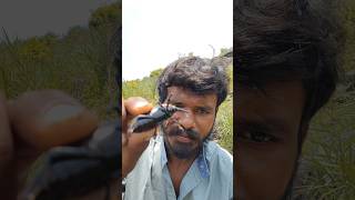 😱🪓బొద్దెంగి పురుగు నుండి డెండెరి 🐛 ప్రకృతి యొక్క 🐛😊అద్భుత రూపాంతరం😱#forestlife #viral #nature #food