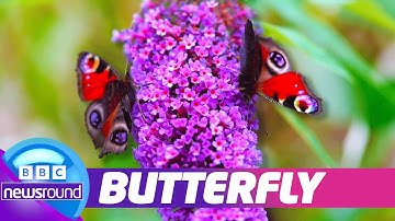 🦋 Big Butterfly Count 2025 | Why It Matters & How YOU Can Help! | Newsround