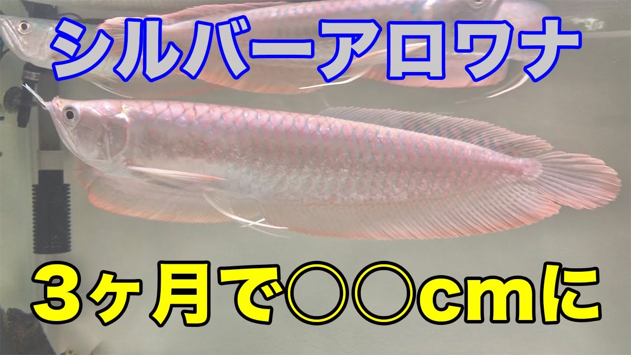 ドランクレイジー　皇 SUMERAGI 古代魚　ビックベイト　ブラックアロワナ ドランクレイジー 皇 SUMERAGI 古代魚 ビックベイト ブラック