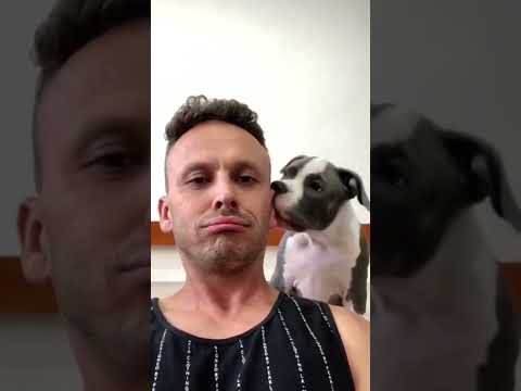Perro lame el oído de su dueño #shorts