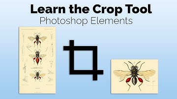 How to crop an image in Photoshop Elements