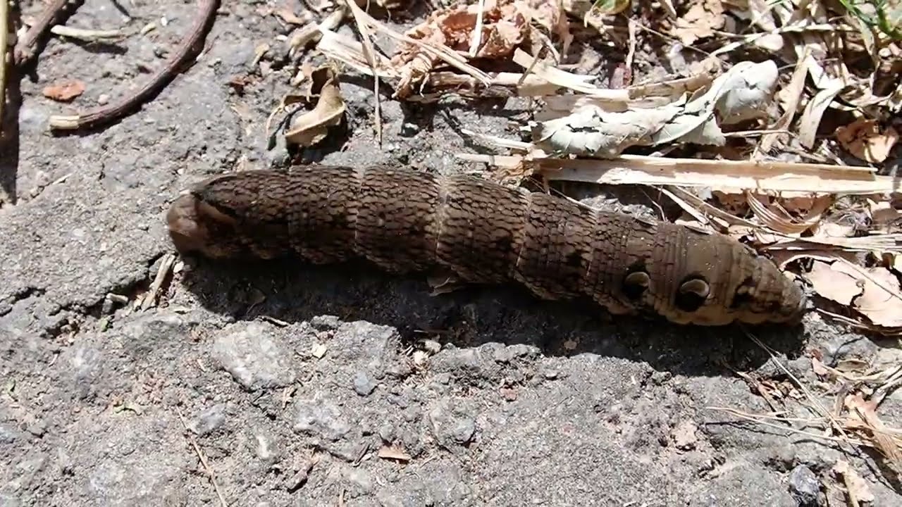 Deilephila elpenor - chenille en mouvement / caterpillar in motion -  2024-08-14 (P8140068)