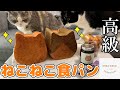 【猫型の高級食パン専門店】「ねこねこ食パン」に行ってきた！【表参道】