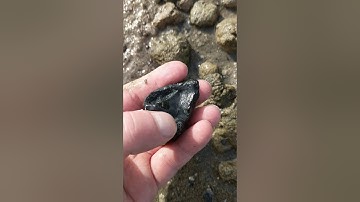 Discovery of a primitive baleen whale earbone!