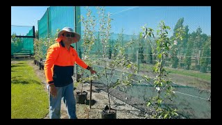 购买果树的挑选，果树的种植方法：灌浆法，购买苹果桃树樱桃树的挑选