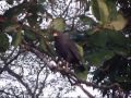 Ma&#39;nolo, the Black Hawk and Guardian of Brisa Azul in Drake Bay, Costa Rica