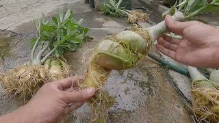 Membersihkan Bonggol Adenium untuk Bahan Batang Bawah