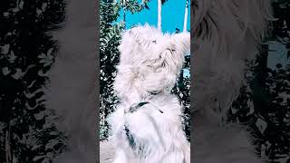 Lhasa Apso dog cute##viral #youtube # funny dog#short