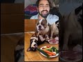 funny dog shorts
