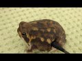 お肉をつんつんしてみた💕アメフクラガエルThe stomach of a rain frog is soft!