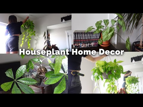 Video: Huisplantvertoon-idees – wenke om potplante in die huis te vertoon