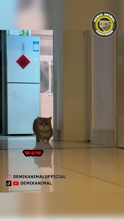 KUCING WAWAW #shorts