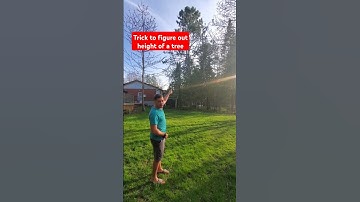 Trick to figure out the height of a tree without measuring #tree #treeremoval #arborist #diyproject