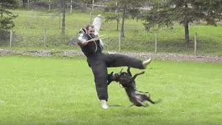 Decoy Destruction! Dutch Shepherd and Jimmy Vanhove teach stuff! French Ring!
