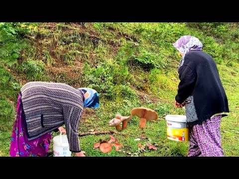 Köyde Mantar Toplayan Kadınlar, Köy İşleri - Köy Belgeseli