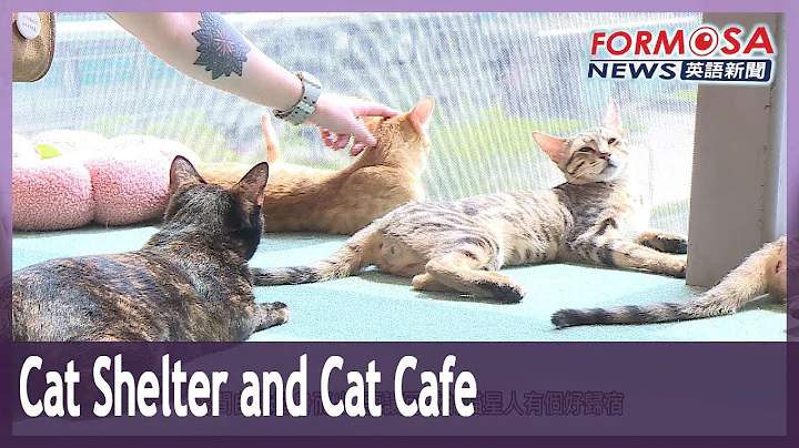 Cat lover founds halfway house that serves both as cat cafe and shelter - DayDayNews