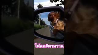 ตาหวาน โต้ลม shorts smo สุนัข  สัตว์เลี้ยง  น่ารัก doglover