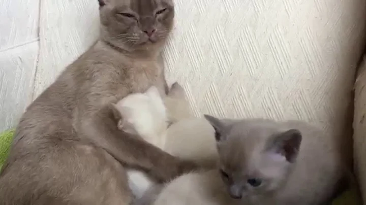 Watch the video about Elinga Tonkinese Cattery - four tiny Tonks are having lunch.