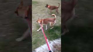 まだ仔犬で居たいチンピラ君 #猟犬 #猪猟 #犬 #犬動画 #狩猟