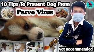 Parvo Virus से बचाए Dog को 😱 || Parvo Virus Prevention Tips 💥 || कोई नहीं बताएगा आपको 😔 || #parvo