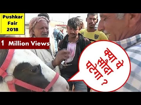 वीडियो: आपके घोड़े को कौन से टीके चाहिए?