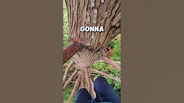 Would you climb this 40+ foot tree to find a 4.5 Terrain Geocache? 👀