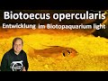 SANDHÜGEL-ZWERGCICHLIDEN - Wie geht es den BIOTOECUS OPERCULARIS im Biotopaquarium light?