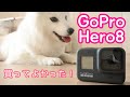 GoPro HERO8で犬の動画撮影してみたらすごくよかった！手ブレ補正すごくてペット撮影に最適かも