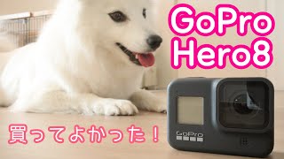 GoPro HERO8で犬の動画撮影してみたらすごくよかった！手ブレ補正すごくてペット撮影に最適かも