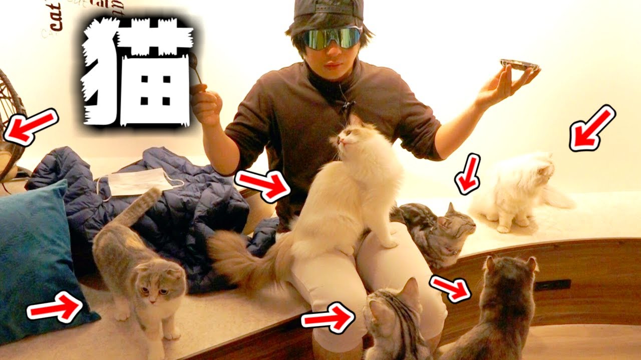 20匹以上の猫と戯れるネコカフェが凄すぎるｗｗｗｗｗ