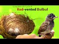 Life cycle of Red vented bulbul