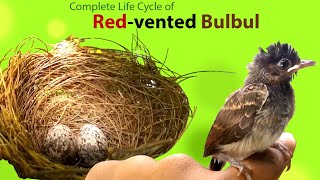 Life cycle of Red vented bulbul
