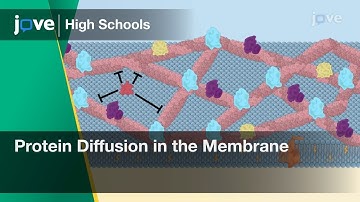 Protein Diffusion in the Membrane | Cell Bio | Video Textbooks - Preview