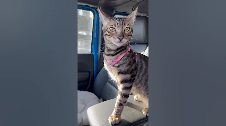 Watch the video about Bengal kitten are so very exotic and very smart #cat #bengalcat #bengalkitty #catbreed
