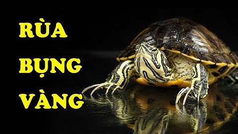 Tìm hiểu về rùa Bụng vàng | Anh em nhà rùa tai đỏ | Hoàng Long Family