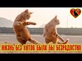 Жизнь без кошек и котов была бы скучна и безрадостна.