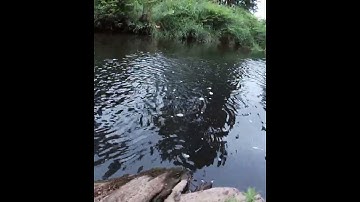 Dit is waarom Tenkara slecht is