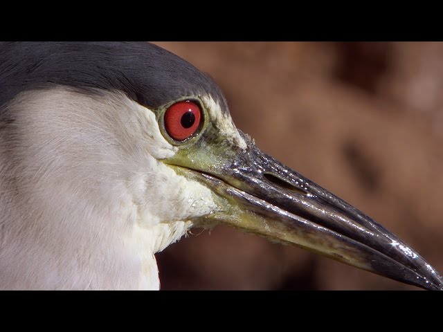 Smart Bird Uses Bread as Bait for Fishing | Super Smart Animals | BBC Earth class=