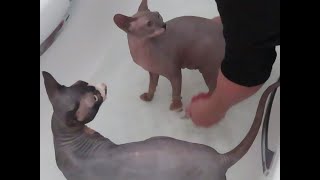 How To Bathe Sphynx  / Hairless cats by With My Own Two Hands 1,159 views 3 years ago 13 minutes, 39 seconds