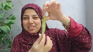 حلوة الدنيا سكررر🤣