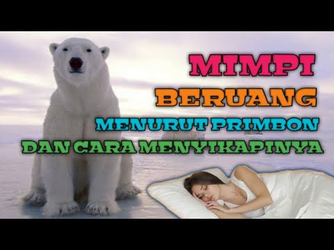 Video: Mengapa Beruang Itu Bermimpi