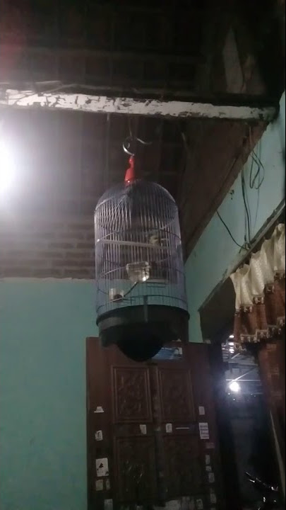 Opior jawa / cucak gentong /pleci kapur / pier belajar ngerol