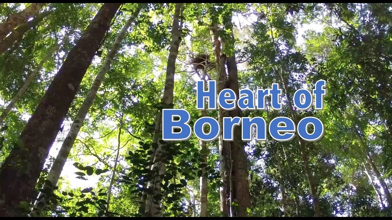 HoB - Heart of Borneo - YouTube