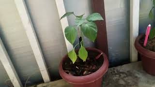 Short video of a day as a plant @PreQuest 