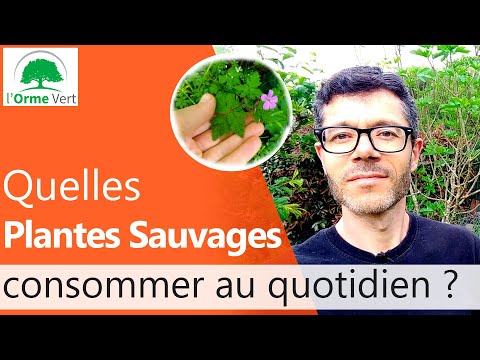 Vidéo: Qu'est-ce que la vesce poilue - Conseils pour faire pousser la vesce poilue dans les jardins