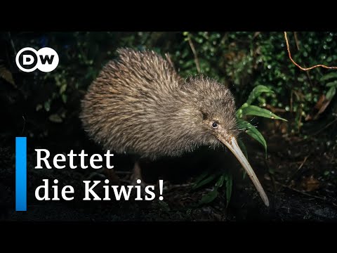 Video: Wo Kiwis in freier Wildbahn in Neuseeland zu sehen sind